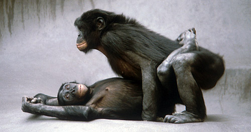 bonobos-ventral-cop-by-fransdewaal.jpg