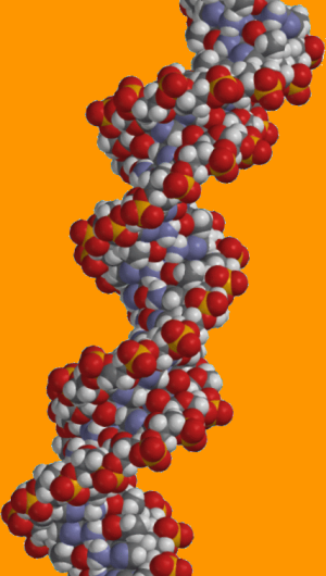 DNA molecule, double helix
