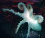 six-legged octopus