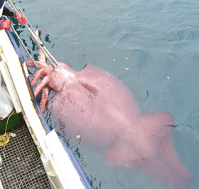 Colossal Squid being caught