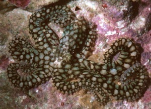 Octopus abaculus (Norman, 1997)