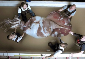 colossal squid, top view, being held by five men