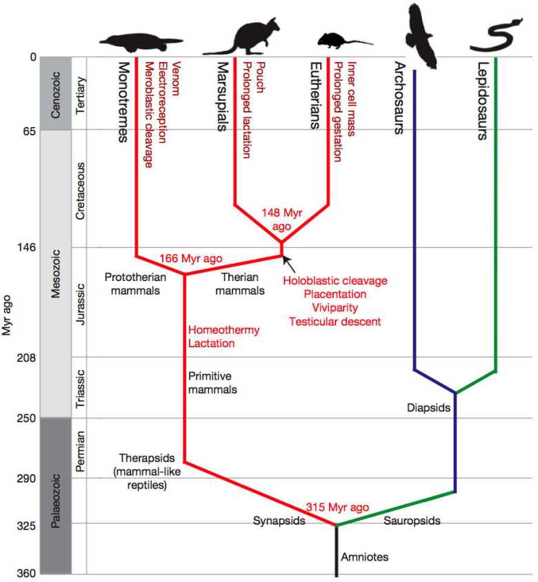 cladogram showing branching of monotremes from basal reptiles