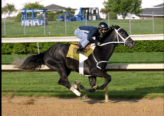 race horse Eight Belles, galloping
