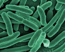 rod-shaped bacteria, possibly E. coli