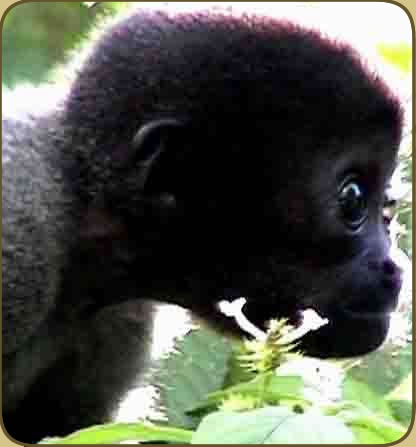 Cutest monkey ever
