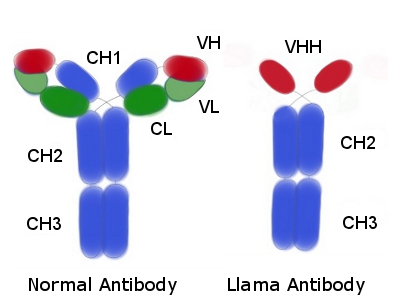 llama-antibody