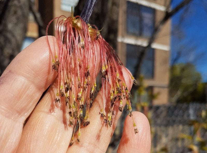 Fingers holding tiny flowers with red stems